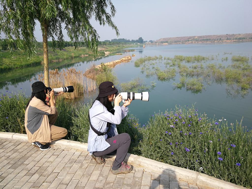 体球网手机比分