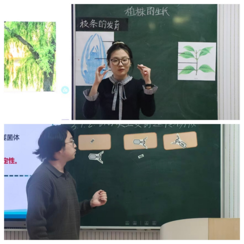 体球网手机比分