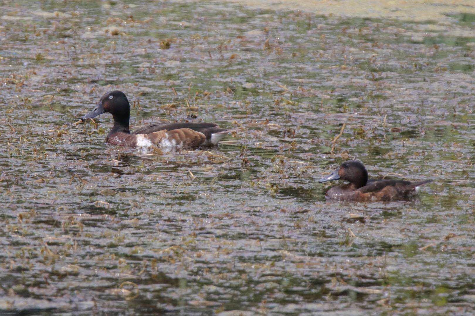 体球网手机比分