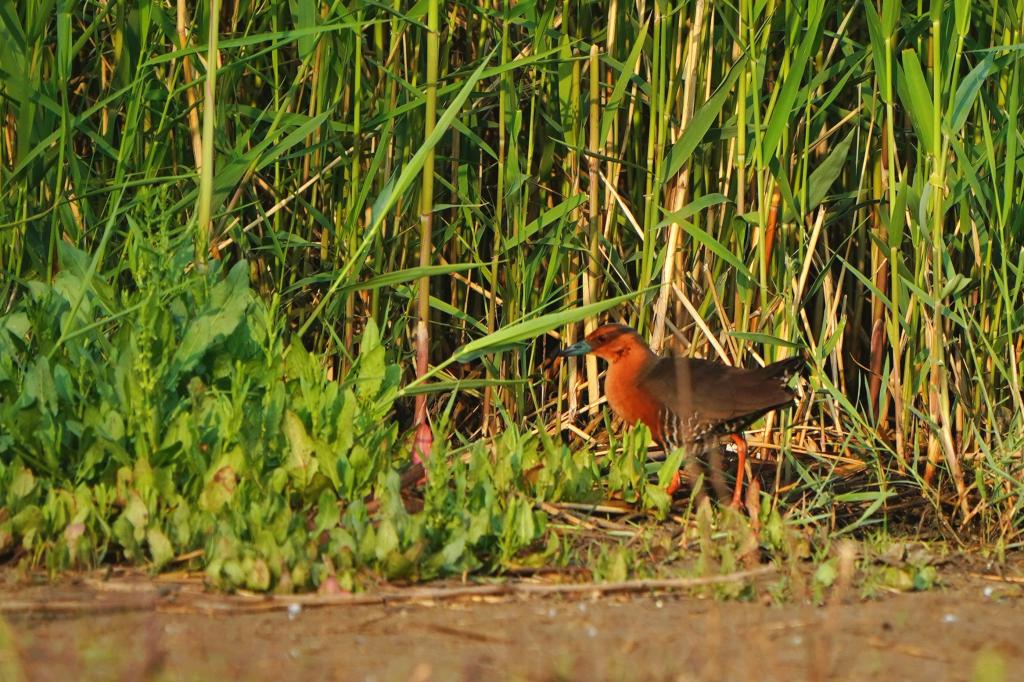 体球网手机比分