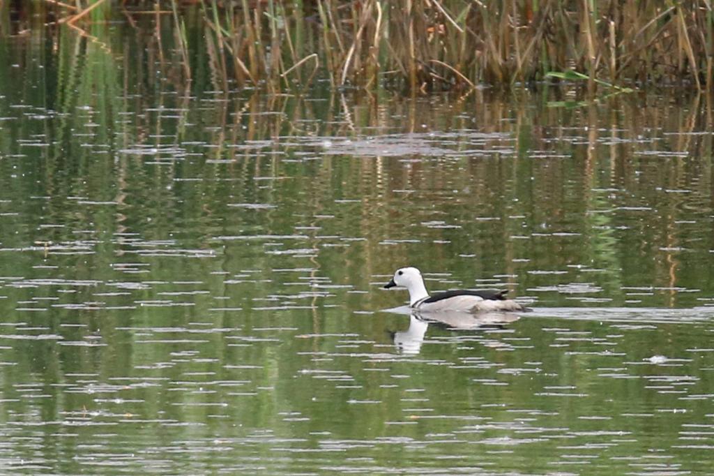 体球网手机比分